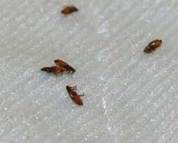 Hier werden analgetische und kühlende gele ziemlich gefördert. Flohbekampfung In Berlin In Berlin Schnell Und Gunstig Wespennest Entfernen