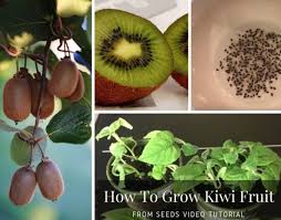 Grow A Kiwi Fruit From Seed Easy Video Instructions Grow Kiwi From Seed Kiwi Fruit Kiwi
