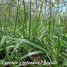Image result for Cyperus dichrostachyus