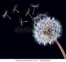 Blow Ball Of Dandelion Flower Isolated On Black Background Dandelion Flower Dandelion Flowers