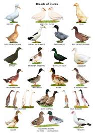 A4 Laminated Posters Breeds Of Ducks In 2020 Bird Breeds Pet Ducks Geese Breeds