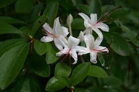 Pin Di Flower Azalea Rhododendron