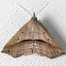 Image result for Isoglossa perdita