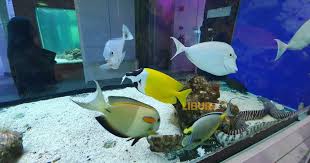 Port dickson attractions port dickson dream world upside down & 3d pusat ikan hiasan teluk kemang 2. Pusat Ikan Hiasan Port Dickson Tarikan Percutian Untuk Keluarga Di Bulan Ramadan Libur