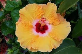 The blooms of the flowers are approximately 6 inches big and usually are the flower of choice that women wear in their hair. Growing Hibiscus Outdoors And In Flower Gardening