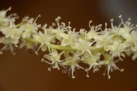 Image result for Basellaceae