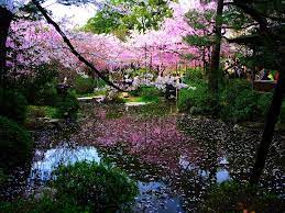 Reflections Of Cherry Blossoms Japan Garden Japanese Garden Japanese Zen Garden
