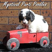 Health tested,utd on vaccines, dewormed, microchip, & comes with one ye. Mystical Parti Poodles Home Facebook