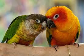 Grey Bird With Red Cheeks Jade Kona Green Cheek Conure Sun Conure Our Adopted Birds Conure Sun Conure African Grey Parrot