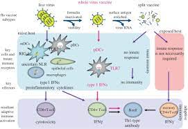 Induction Of Adaptive Immunity By Influenza Viral Infection And Download Scientific Diagram