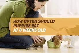 How Often Should Puppies Eat At 8 Weeks Old Puppyfaqs