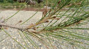 Image result for Casuarina junghuhniana