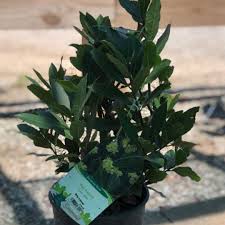 Image result for bay leaf bush foto