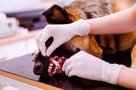 We did not find results for: Top Pet Dentist Near Oceanside Woods Avenue Animal Clinic
