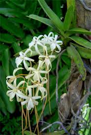 Image result for Rangaeris