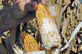 Image result for Mycotoxin