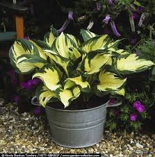 Pin By Judy Hanson On Hosta Heaven Pinterest Hosta Plants Garden Plant Pots Perennial Plants