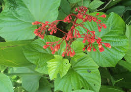 Image result for Clerodendrum pusillum