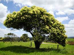 Arbre De Printemps Arbre Printemps
