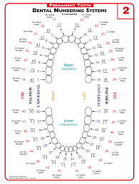 Maybe you would like to learn more about one of these? A Guide To Understanding Dental Lingo From 123dentist