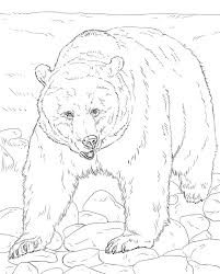 There are tons of great resources for free printable color pages online. Realistic Brown Bear Coloring Page Free Printable Coloring Pages For Kids