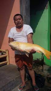 Sekiranya ia masih hidup, kemudian (ia dimatikan) dengan cara direbus atau dipanggang, maka aku berpandangan tidak mengapa memakannya. Koi Raksasa Gandul Tewas Dimakan Pojok Jabar