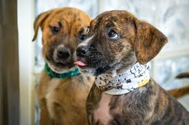 However, there may still be a minimum 24 hr. Dubuque Regional Humane Society Garage Sale This Weekend
