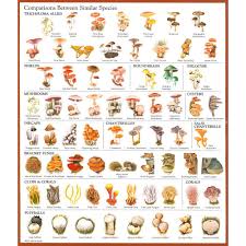 Magic Mushroom Identification Chart Food Stuffed