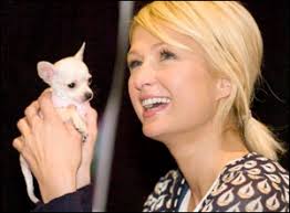 A toy dog is not just for your handbag