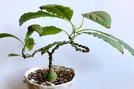 アボカドの木の栽培 苗の植え方や剪定 植え替えの方法は Horti ホルティ By Greensnap