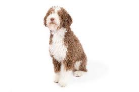 The spanish water dog is considered a healthy and hardy breed. Spanish Water Dog Dog Breed Information