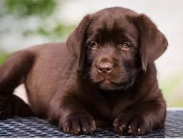 Lab puppies for sale in vancouver wa. Lab Puppies For Sale Near Me Sooner Labs Charcoal Labradors