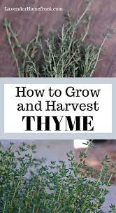Growing And Harvesting Thyme Growing Thyme Gardening For Beginners Organic Gardening Tips