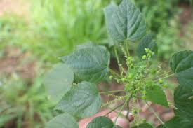 Image result for Acalypha racemosa
