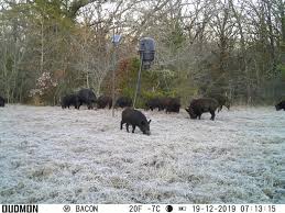 Answer, texas hog hunting outfitters offer hog hunts from $250.00 per day. Texas Wild Hog Hunting Outfitter 85 Miles East Of Dallas