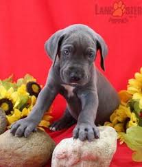 The great dane should have a large sized yard and plenty of exercise room. 23 Puppies Ideas Puppies Great Dane Puppy Dane Puppies