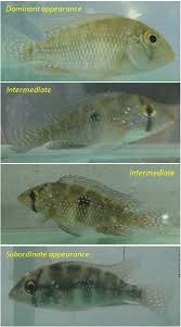 Hevea brasiliensis and its congeners are uniformly diploids with 2n = 2x = 36 (majumder, 1964). Modulation Of Body Color In The Pearl Cichlid Geophagus Brasiliensis Download Scientific Diagram