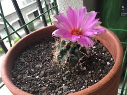 Some cactus flowers bloom for only a day, while others last for weeks. My Glory Of Texas In Bloom Houston Tx Cactus