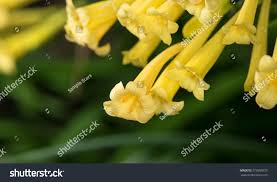 Image result for Cyrtanthus mackenii