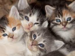 Aksi lucu si anak kucing tangkap daun sangat comel. Artikel Semua Tentang Haiwan Kesayangan Anda June 2021
