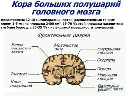 Prezentaciya Na Temu Fiziologiya Kory Golovnogo Mozga Funkcionalnaya Asimmetriya Lekciya 9 Skachat Besplatno I Bez Registracii
