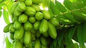Untuk menghindari bau mulut dan nafas tidak segar ada baiknya jika anda tidak mengkonsumsi makanan seperti bawang merah atau bawang putih selain konsumsi makanan yang menyebabkan bau busuk dan tidak merawat kebersihan mulut ternyata adanya infeksi pada tenggorokan juga. Belimbing Wuluh Memperpanjang Umur Simpan Buah Ulya Days