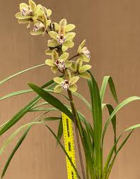 Image result for Cycnium jamesii