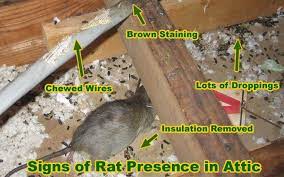 Reasons Why You Should Get Rid Of Rats In Your Attic Getting Rid Of Rats Roof Rats Rat Infestation