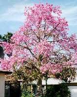 Maybe you would like to learn more about one of these? Florida Trees Florida Tree Types Florida Tree Identification