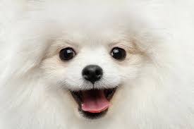 Dog Art Prints for Sale