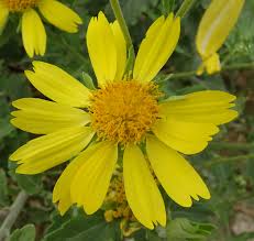 Image result for Verbesina encelioides