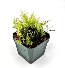 Image result for Crepidomanes fallax