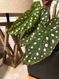 Image result for Brownleea maculata