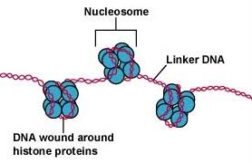 It's these bonds that form between the complementary base sequence of the nitrogenous bases that hold together the two dna strands to form the. 19 3 Deoxyribonucleic Acid Dna Biology Libretexts
